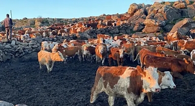 Kars'ta köylüler kışlık ürünler için çalışmaya başladı!