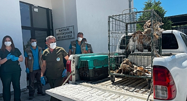 Kayseri Büyükşehir, rehabilitasyonunu tamamladığı 35 yaban kuşunu yeniden doğayla buluşturdu
