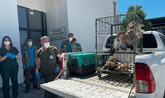 Kayseri Büyükşehir, rehabilitasyonunu tamamladığı 35 yaban kuşunu yeniden doğayla buluşturdu