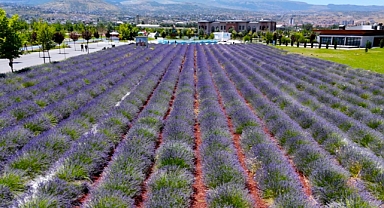 Millet Bahçesi'ndeki lavantalar görsel şölen sunuyor