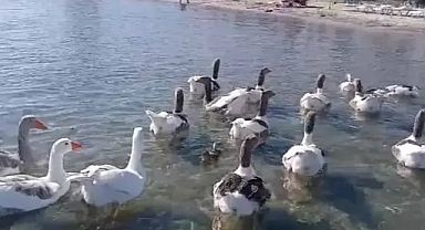 Şartlı Tahliye Olan Kazlar, Anne Babası Olmayan Bir Ördeği Sahiplendi