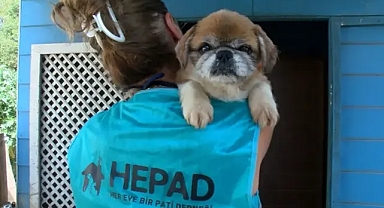 Terk edilen cins köpekler yeni yuvalarına kavuşmayı bekliyor!