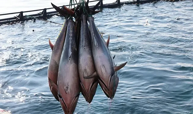 Türkiye su ve balık ürünlerinde yılın ihracat kırdı!
