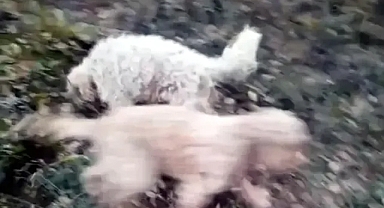 Yer altında bulundu, 22 tonluk kilosu şok etti!