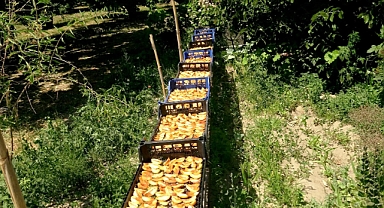 Yeşilhisar'da yazın ilk hasatları başladı: kayısılar öne çıkıyor!