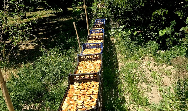 Yeşilhisar'da yazın ilk hasatları başladı: kayısılar öne çıkıyor!